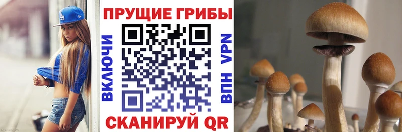 Псилоцибиновые грибы Psilocybe Козловка